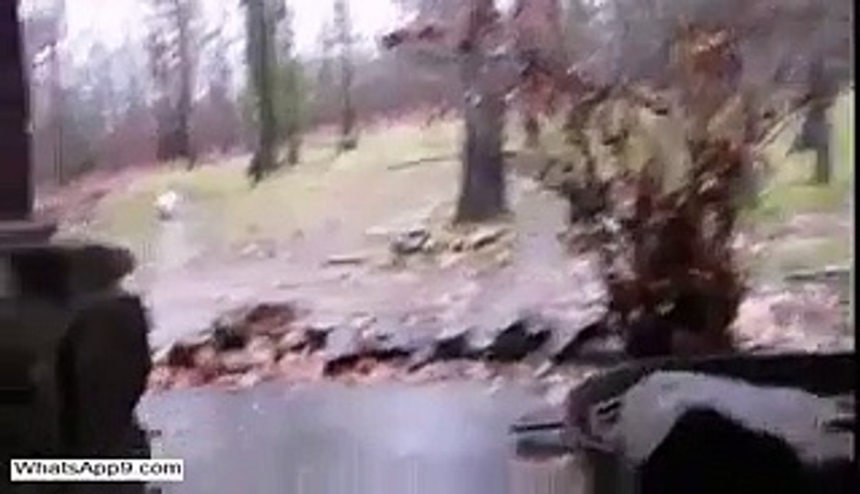 Dogs Ne Bhi Shoes Chadhaye Hai - Very Funny(whatsapp9.com)