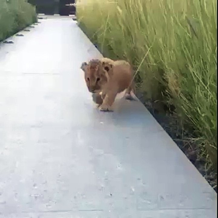 Little Baby Lion Ki Dahad Suno - Sounds Very Funny(whatsapp9.com)