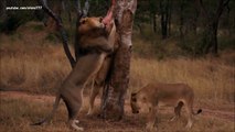 Duelo de leones caza (pelea por comida)