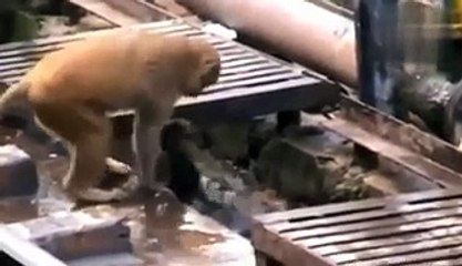 Amazing Life Saving Skills in Animals