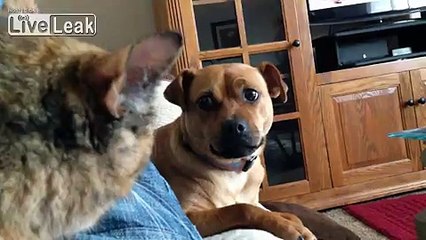 Hell hath no "furry" as a women scorned.