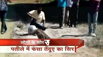 Leopard trapped in a vase of water