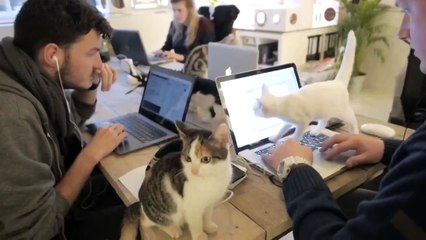 Один день жизни офисных котов!))