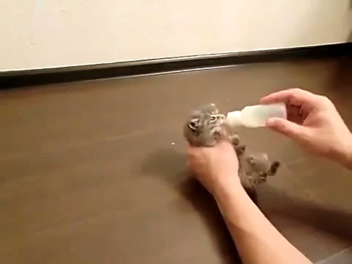 ⁣Очень голодный котенок!