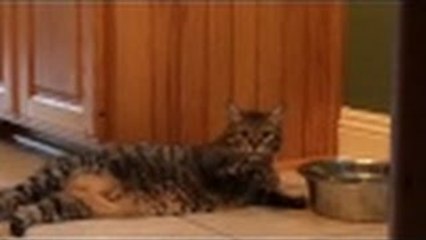 Очень ленивый кот.)