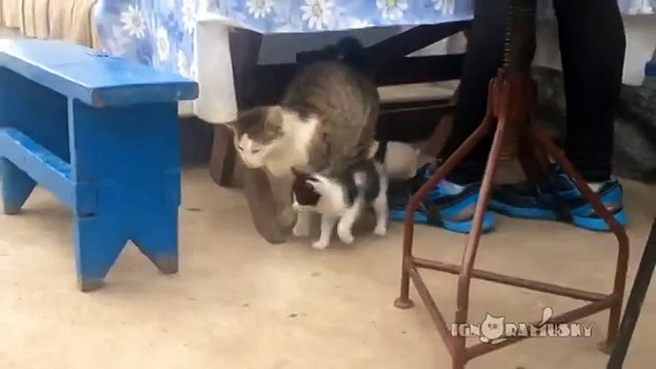 Щенок хорошо пристроился.))