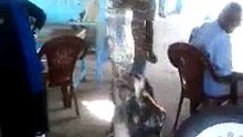 ماعز تشرب البيبسي
