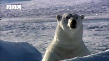 Very funny Polar Bear wrecks Spy Cameras! Polar Bear Spy on the Ice (David Tennant)