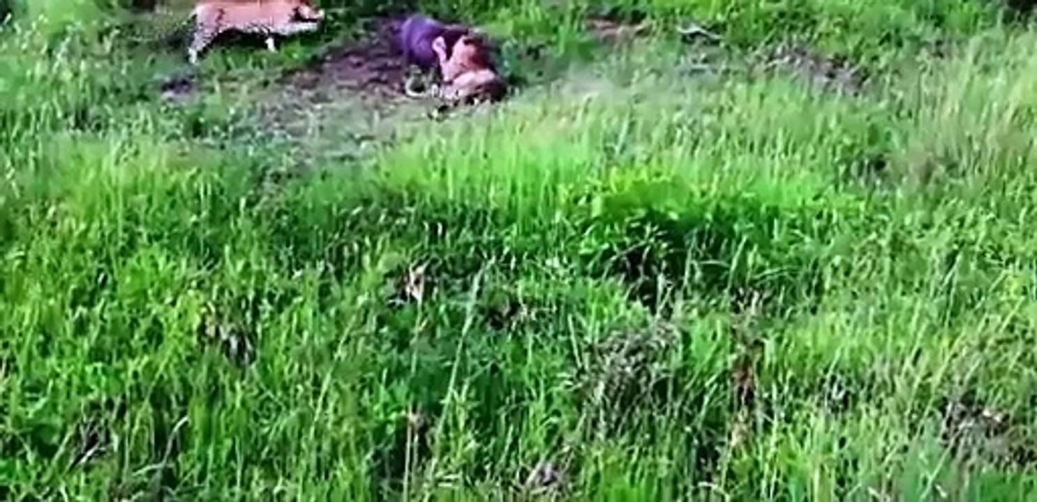 Leopardos VS feral  Two Leopardos attack a feral