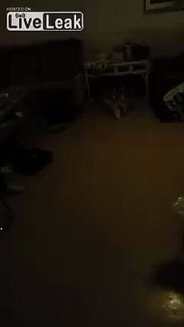 LiveLeak.com - Cat bowling should really be the next Olympic sport