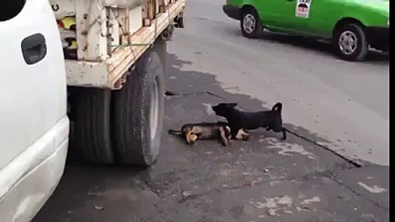 Animals can have this kind of love, what happen to humans
