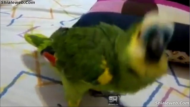 Un Perico Hablando Animales Y Mascotas Sorprendentes Divertido Pajaro Que Muestra Lo Inteligentes Que Son Las Aves Octubre 2015