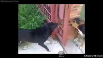 Un Par De Perros Se Ladran Pero En Realidad No Desean Pelearse Divertida Situacion De Animales Y Mascotas Octubre 2015