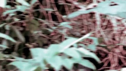 Creepy footage  Wild monkey seen carrying a large knife in Uganda forest