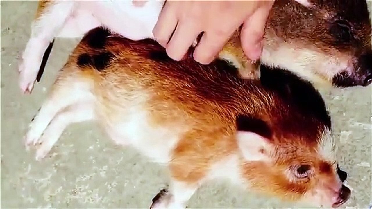 Cute mini pig compilation [ 2015 NEW ]