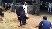 Most Dangerous Black Bull in mundi - Cow Qurbani