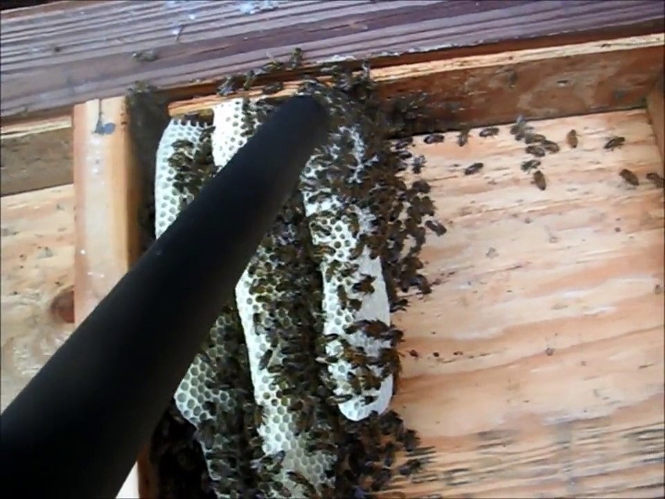 Honeybee Cut-out - Melbourne, FL  - 8-3-13