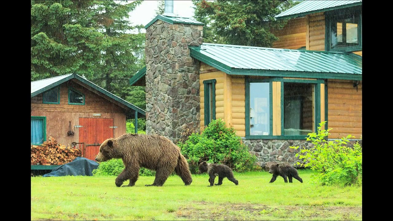 The Amazing Bears of Lake Clark National Park, Alaska
