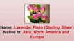 Heather Floral - Handling Tips and other Interesting Facts about Lavender Rose or Sterling Silver Rose