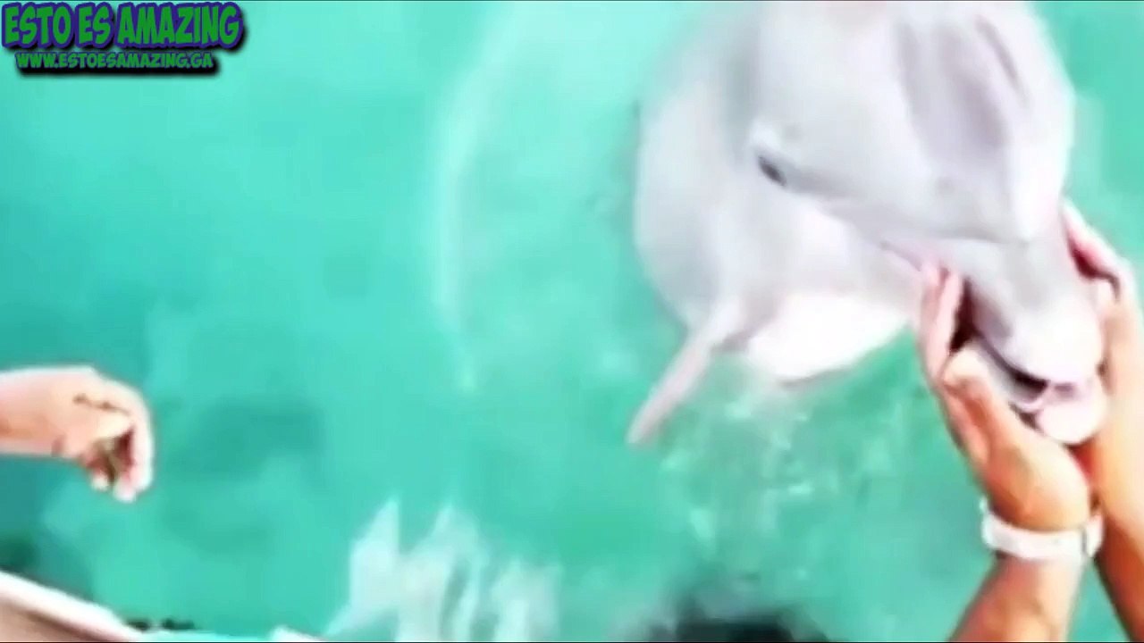 Chica Pierde Su Celular, Mira Este Delfin Como La Ayuda