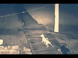 Jaguar ev köpeğini böyle avladı!