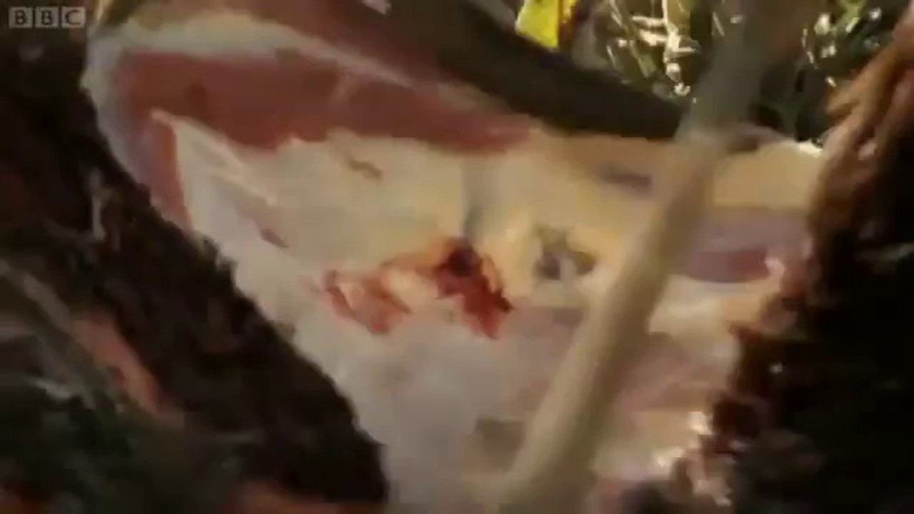 Aslanlarla Savaşan Masailer