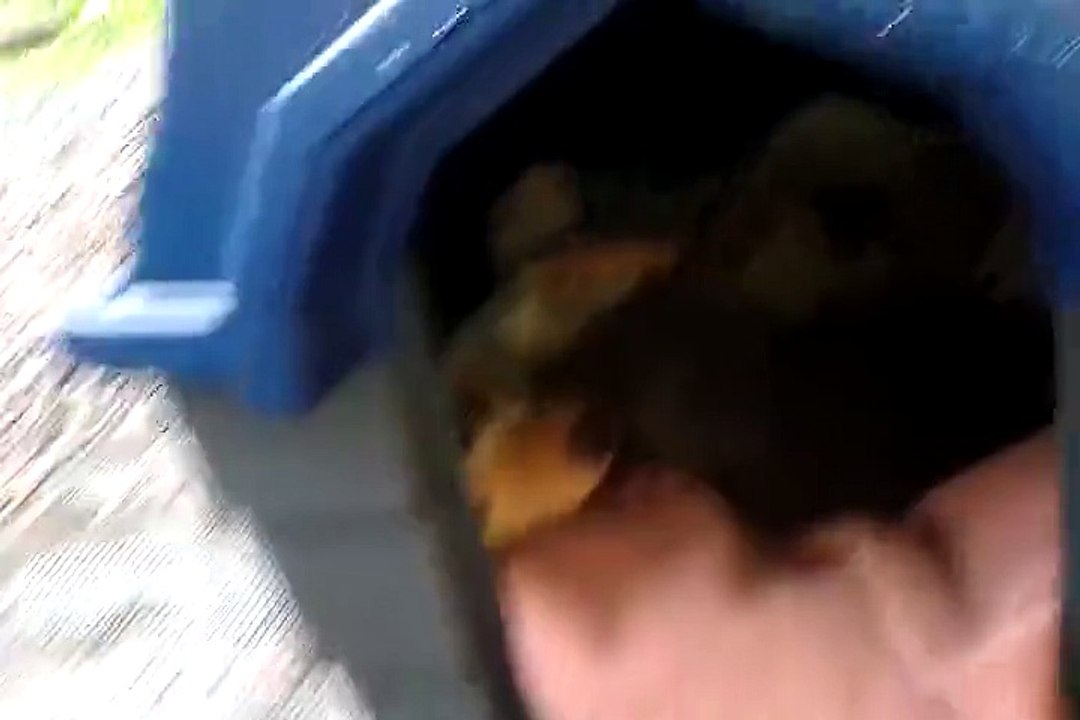 Cat and dog with babies living in the same dog house