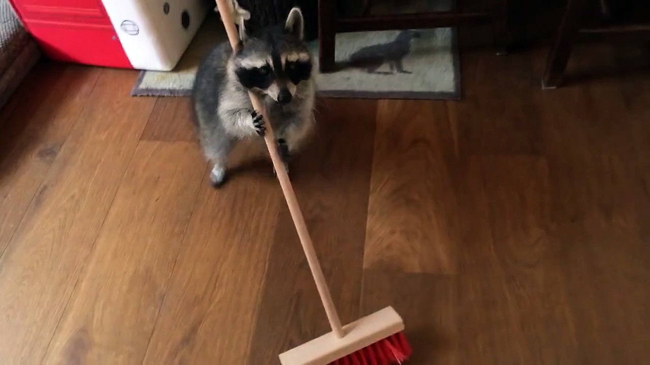 Raccoon cleans the floor