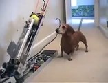 This dog can have fun alone with his ball