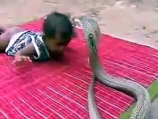 Who is more poisonous Kid or Snake? Unbelievable act by small kid