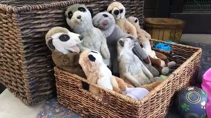 Oyuncak Arkadaşlarının Yanında Uyuklayan Sevimli Mirket