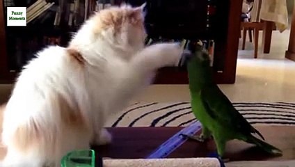 Funny Parrots Annoying Cats