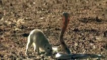 Mongoose Attack Cobra Snake incredible Fighting Video