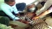 Leopard gets its head stuck in a metal pot ( NEW VIDEO )..