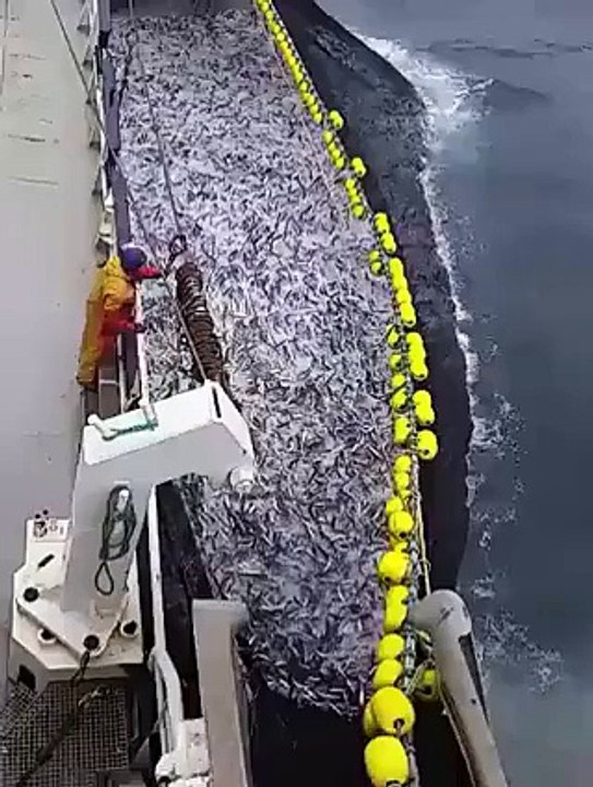 many number fish in the net