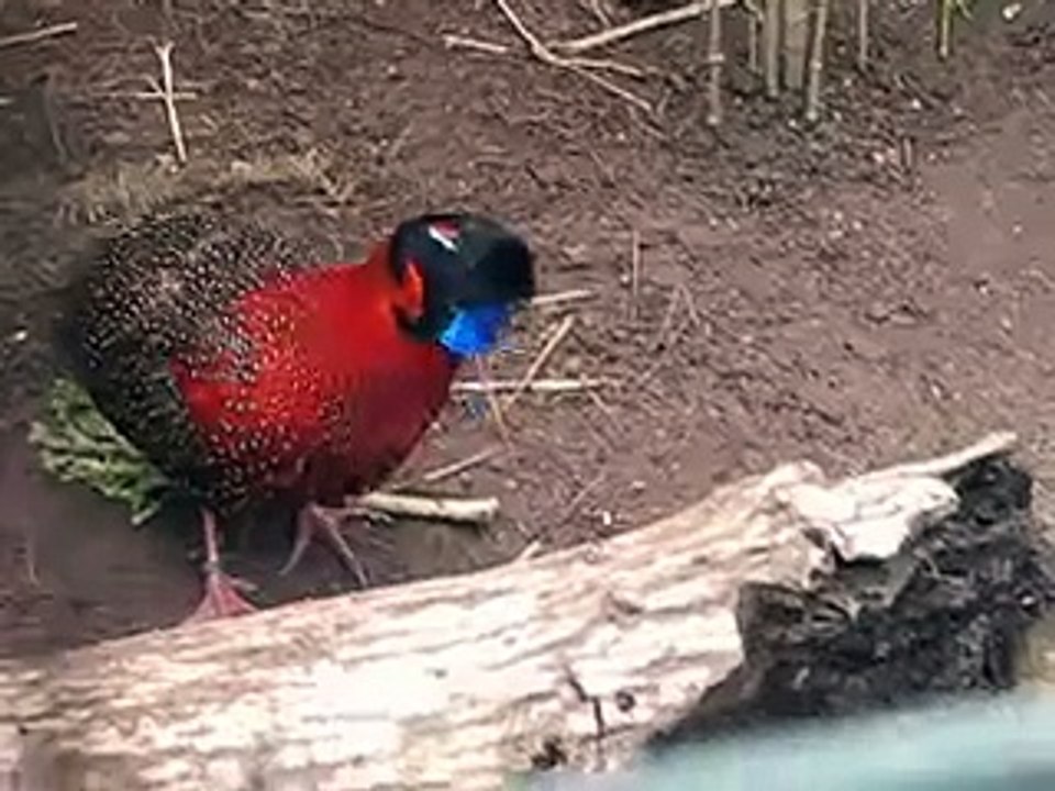 Frontal courtship of a tragopan satyra