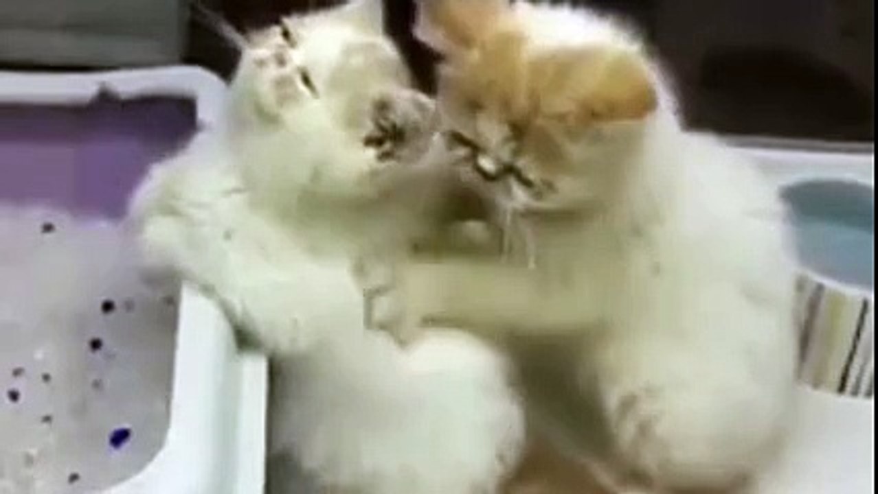 Look At This Kitty! They Are Almost Human!