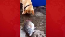 Dog Has a Great Lesson for Humans. Kindness of Dog Must Watch