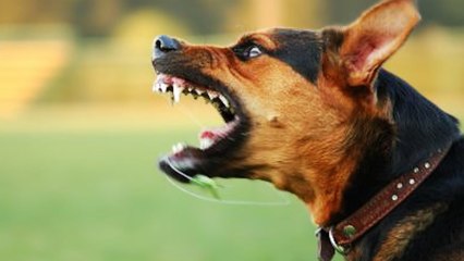 Jak szczeka pies chemika... [SUCHARY WIDZÓW]