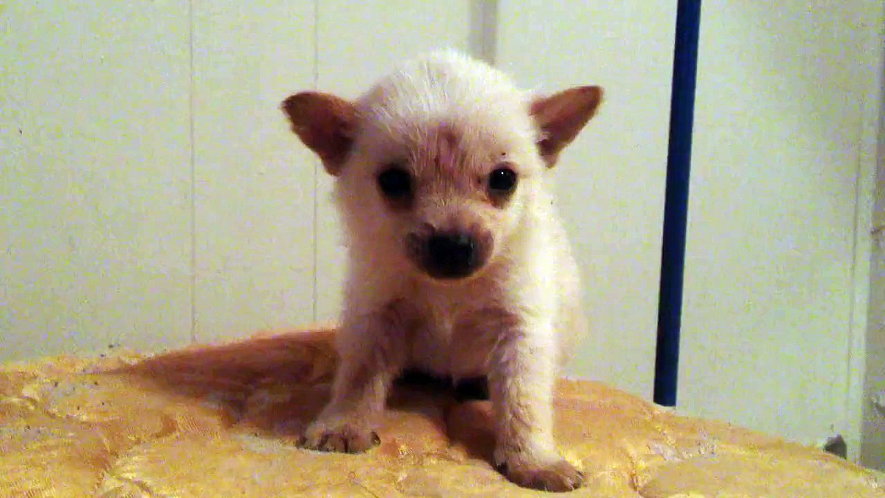 A wet and scared puppy