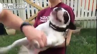 LiveLeak.com - Have you ever seen a dog less excited about getting his nails clipped?