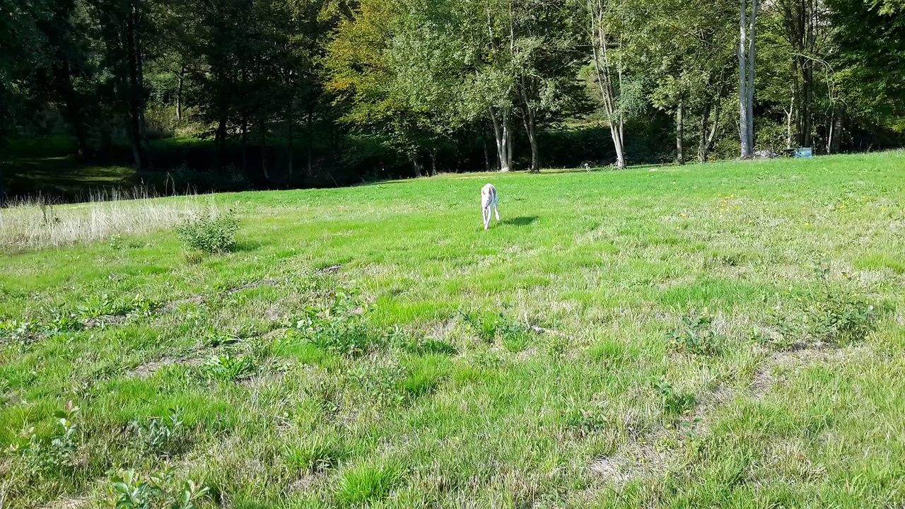 Vanba et Dina - parc des chiens - 27/09/15