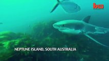 Shark Vs Shark_ Giant Great White Attacks Another Great White