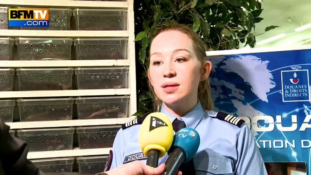 Plus de cent scorpions saisis par les douaniers de Roissy