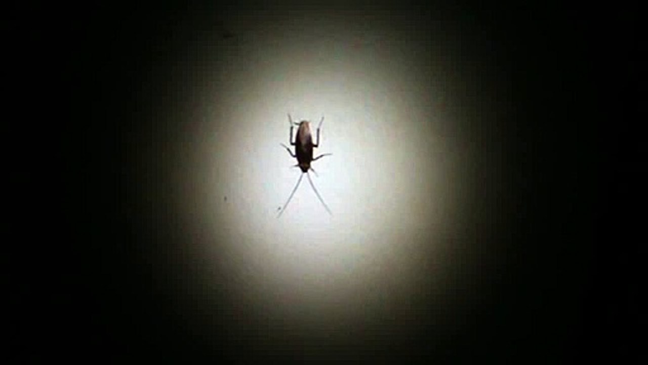 How To Fail At Killing a Cockroach
