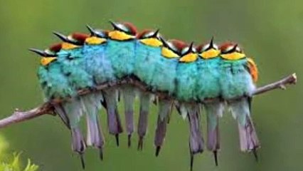 perfectly timed animal  photos