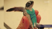 Turtles wear tiny swimsuits so researchers can collect their poop