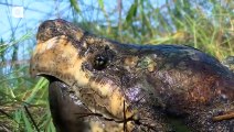 Alligator Snapping Turtle vs Common Snapping Turtle