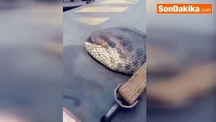 Dünyanın en büyük yılanı kamyonda taşınıyor