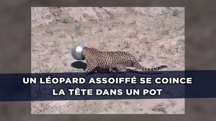 Un léopard assoiffé se coince la tête dans un pot